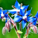 seeds 200 borage spring herb garden pest repellent blue star flower non-gmo