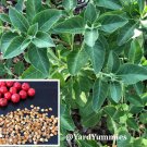 50 seeds ashwagandha - withania somnifera indian ginseng- ayurvedic herb