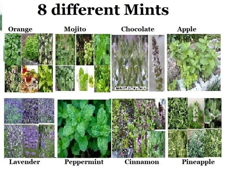 8 seed mints:mojito/cinmo/choc/pepperm/lavender/apple/orange/pineapple #20