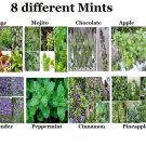 8 seed mints:mojito/cinmo/choc/pepperm/lavender/apple/orange/pineapple #20