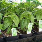225 seeds 15 - basil genovese spice herb for pesto groco buy any ships