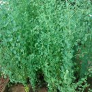 seeds papalo herb seed porophyllum ruderale ssp macrocephalum 500 freshpremium
