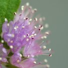 250 seeds pennyroyal - mentha pulegium culinary medicinal beverage aroma