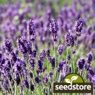 seeds 50 munstead lavender | heirloom - non-gmo
