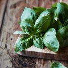 500 seeds herb italian large leaf basil basilicum container gardening non-gmo