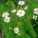 seeds 5000 german chamomile | non-gmo heirloom germination rate 75%