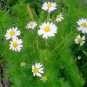 seeds 5000 german chamomile | non-gmo heirloom germination rate 75%