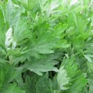 seeds mugwort 500 artemisia vulgaris medicinal herb heirloom s&h
