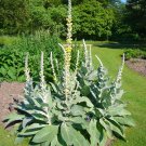 mullein seed * ornamental plant flowering medicinal
