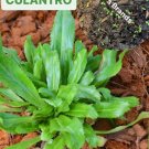 500 culantro seeds-ngò gai-mexican coriander-庫蘭特羅-puerto rican-thai parsley