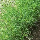30 seeds saltwort herb non-gmo traditional japanese culinary seller