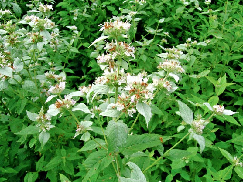 seeds 501mountain mint native wildflower edible herb drought poor soils shade