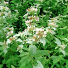seeds 501mountain mint native wildflower edible herb drought poor soils shade