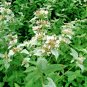 seeds 501mountain mint native wildflower edible herb drought poor soils shade