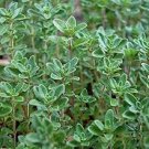 3 premium common thyme - fresh organic heirloom seed buy any var, 20% off