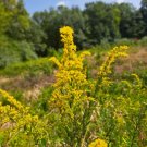 seeds 200 goldenrod (solidago) organic | showy medicinal herb yellow flower