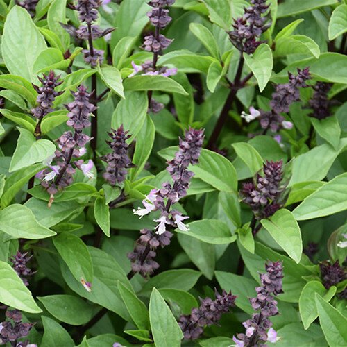 seeds cinnamon basil | heirloom - non-gmo herb