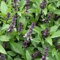 seeds cinnamon basil | heirloom - non-gmo herb