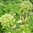 30 seeds angelica holy ghost biennial culinary licorice fragrant non-gmo