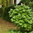 40 perennial medicinal ginseng herb seeds, american | spikenard,