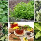 25 seeds orange mint herb homegrown seller