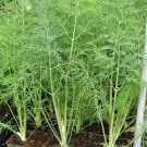 300 seeds dill dukat non - gmo fresh harvest for gardens