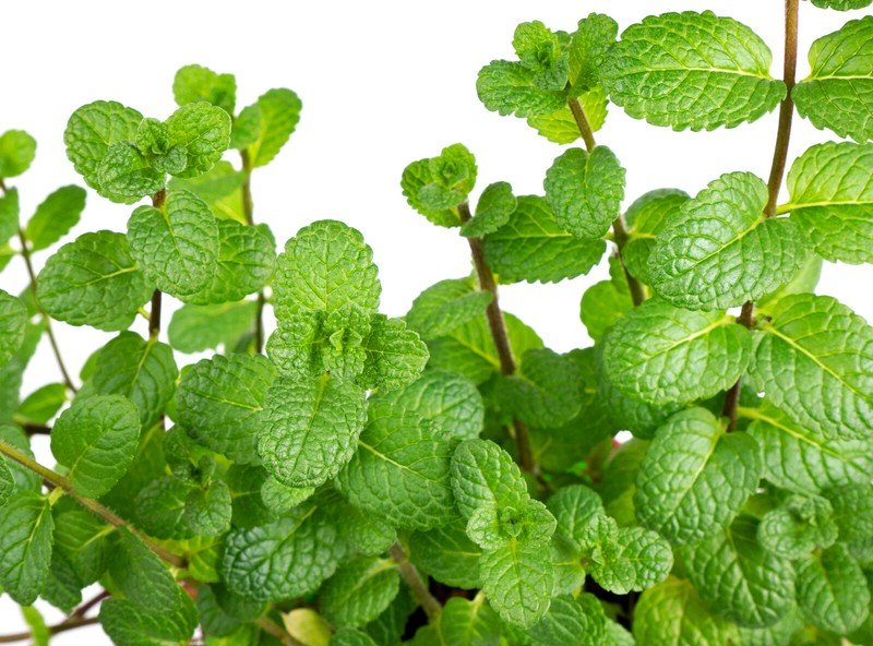 400 seeds peppermint mentha mint | non-gmo heirloom perennial herb