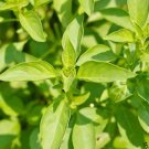 200 seeds basil lemon heirloom specialty herb citrus healing oils non-gmo