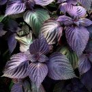 150 purple shiso seeds, perilla, beefsteak plant * organically grown