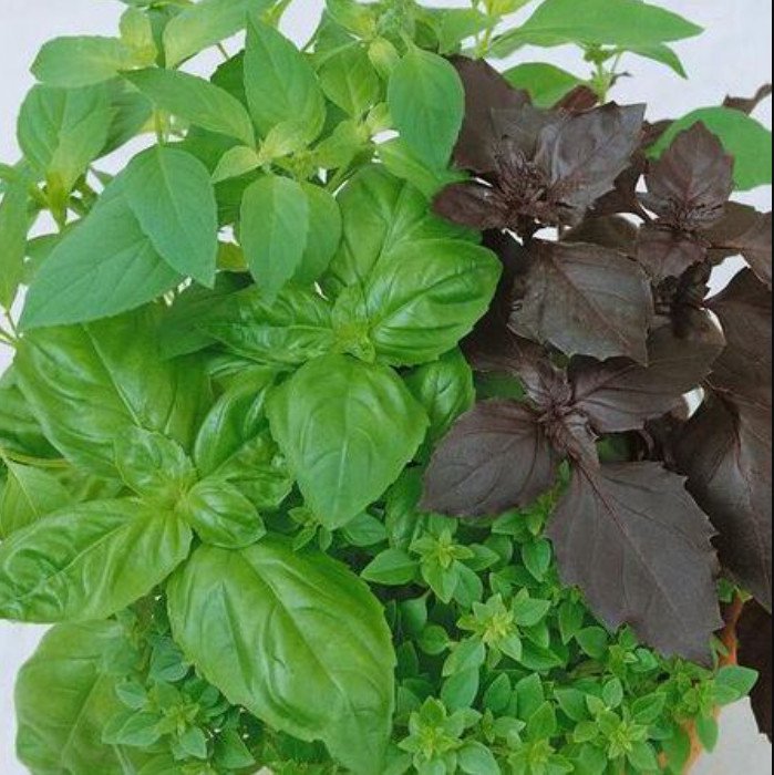 seeds 200 basil culinary blend mixed kitchen garden herbs cooking non-gmo