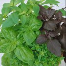 seeds 200 basil culinary blend mixed kitchen garden herbs cooking non-gmo