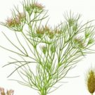 75 seeds fresh cumin