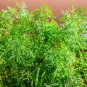 seeds dill culinary herb non gmo fresh harvest