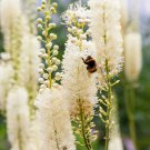 50 seeds black cohosh bugbane actaea racemosa cimicifuga white shade flower herb