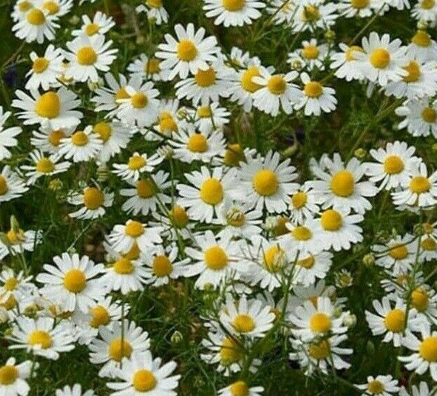 seeds german chamomile 2000 fragrant garden annual herb tea
