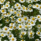 seeds german chamomile 2000 fragrant garden annual herb tea