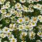 seeds german chamomile 2000 fragrant garden annual herb tea