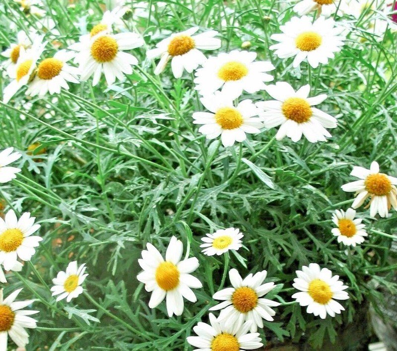 seeds 2000common german chamomile tea wild annual herb