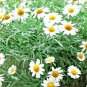 seeds 2000common german chamomile tea wild annual herb