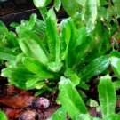 seeds semillas de alcapate cilantro ancho culantro recao/alcapate recao 200