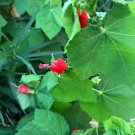 seeds sale 30pcs organic turk's cap (malvaviscus arboreus var. drummondii)