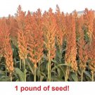 1 seeds pound sorghum rox orange syrup cane non-gmo heirloom