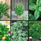 10 seeds herb garden lot ~ varieties over 2,235 fresh non gmo --