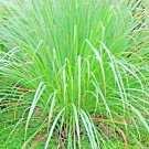 seeds lemongrass | 400 lemon grass fresh & non-gmo ship