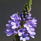 500 seeds blue vervain - verbena hastata medicinal herb lovely flower