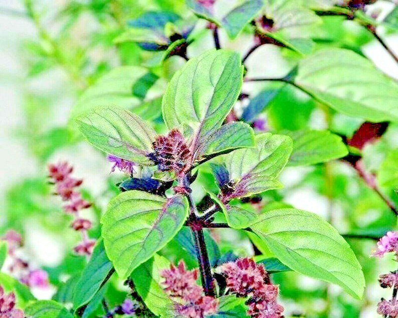 seeds 600 cinnamon basil spring herb perennial heirloom insect bug repellent