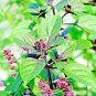 seeds 600 cinnamon basil spring herb perennial heirloom insect bug repellent