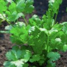 seeds 500 leisure cilantro | heirloom - non-gmo