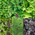 6 seeds basil cheryl's chefs blend ocimum basilicum types culinary mix 200