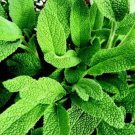sage herb (100 seeds) broad leaved. culinary.